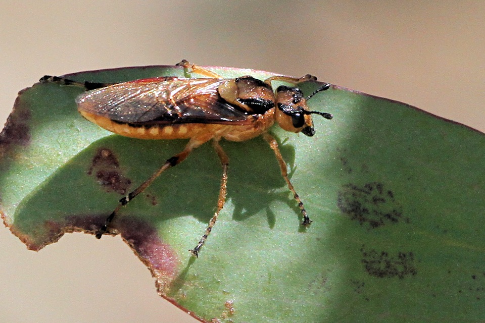 Sawfly (Pergidae sp) (Pergidae sp)